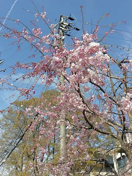 20190405名古屋第二天_190410_0521.jpg