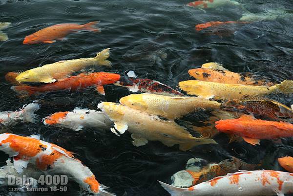 雙胞胎鯉魚