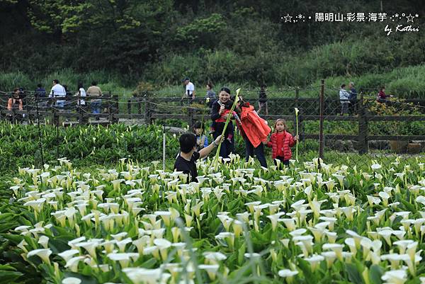 呂把拔採了很多支分給阿妞跟妞妞，迷你本日龍體欠安撒嬌做無尾熊中.jpg