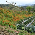 草莓園一景