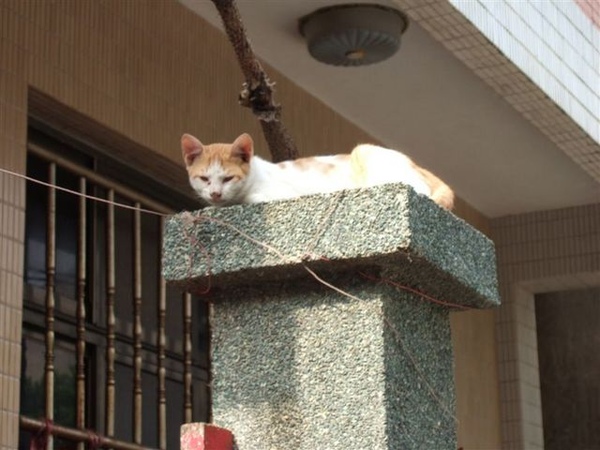 睡在門柱上的悠閒貓