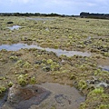 奎壁，露出來的一大片石蓴（ㄔㄨㄣˊ，是藻類唷）