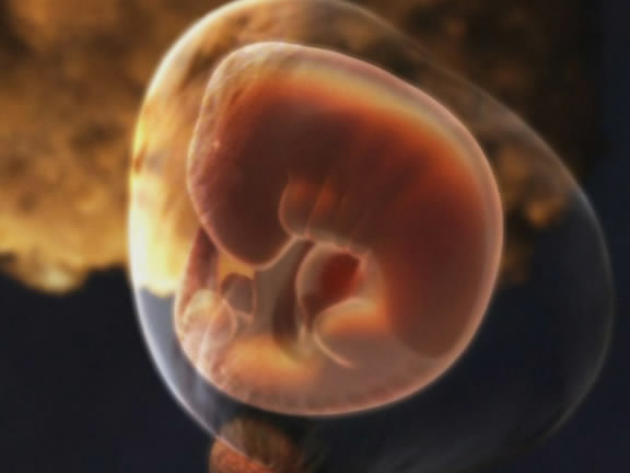 二週大胚胎.jpg