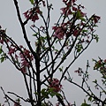 櫻花樹也長了新芽