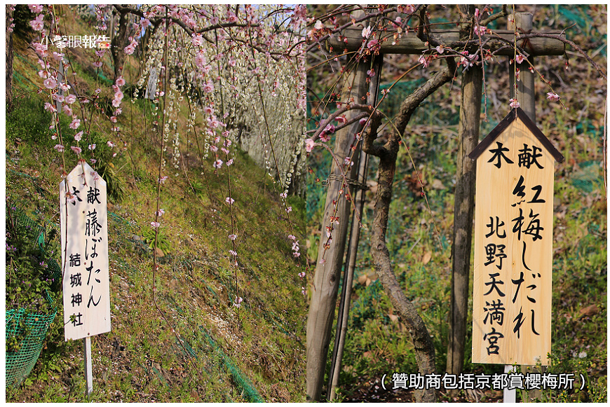 名古屋通勤 愛知縣好奇廟 大縣神社絕美梅花祭 小馨眼旅行說明書 痞客邦 名古屋通勤 愛知縣好奇廟 大縣神社絕美梅花祭 小馨眼旅行說明書 痞客邦