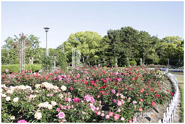 名古屋通勤 初夏徜徉鶴舞公園玫瑰園 小馨眼旅行說明書 痞客邦 名古屋通勤 初夏徜徉鶴舞公園玫瑰園 小馨眼旅行說明書 痞客邦
