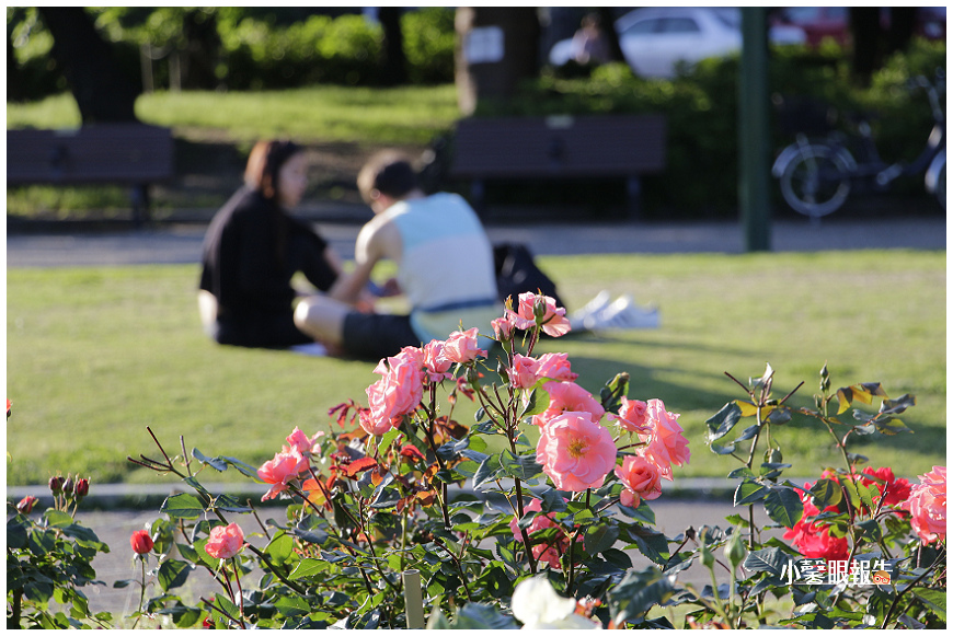 名古屋通勤 初夏徜徉鶴舞公園玫瑰園 小馨眼旅行說明書 痞客邦 名古屋通勤 初夏徜徉鶴舞公園玫瑰園 小馨眼旅行說明書 痞客邦