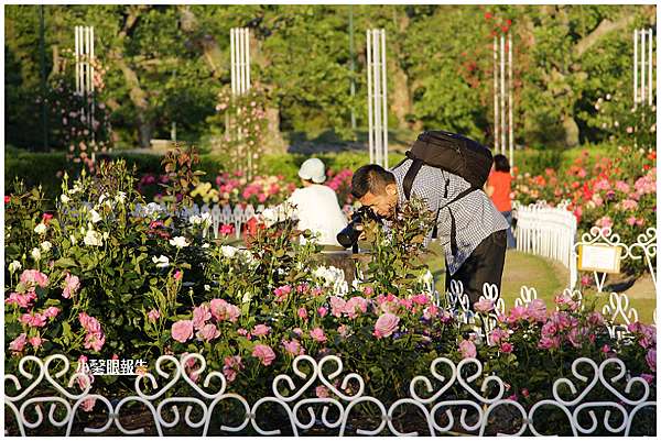 名古屋通勤 初夏徜徉鶴舞公園玫瑰園 小馨眼旅行說明書 痞客邦 名古屋通勤 初夏徜徉鶴舞公園玫瑰園 小馨眼旅行說明書 痞客邦