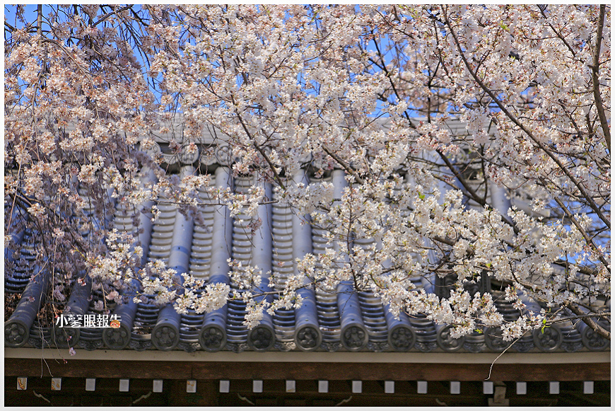 大永寺 (24).jpeg