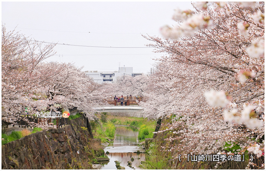 山崎川櫻花之路 (3).jpeg