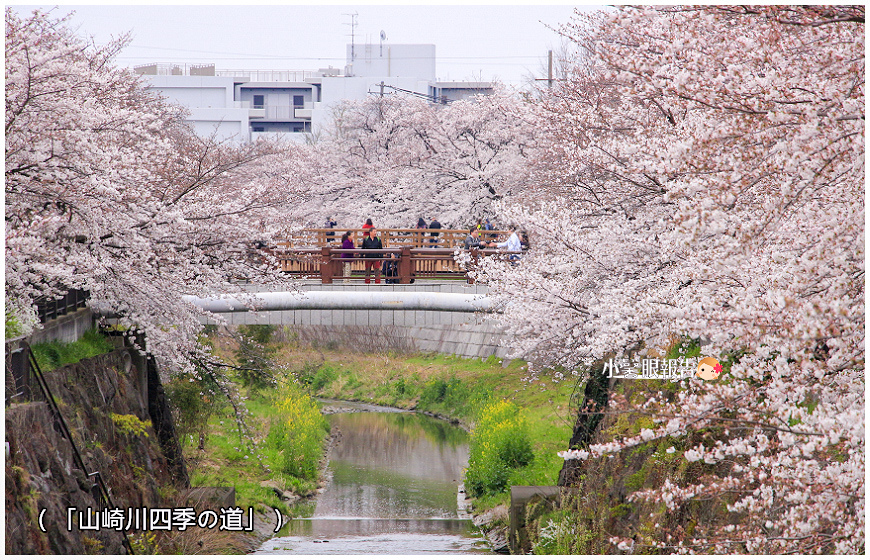 山崎川櫻花之路 (4).jpeg