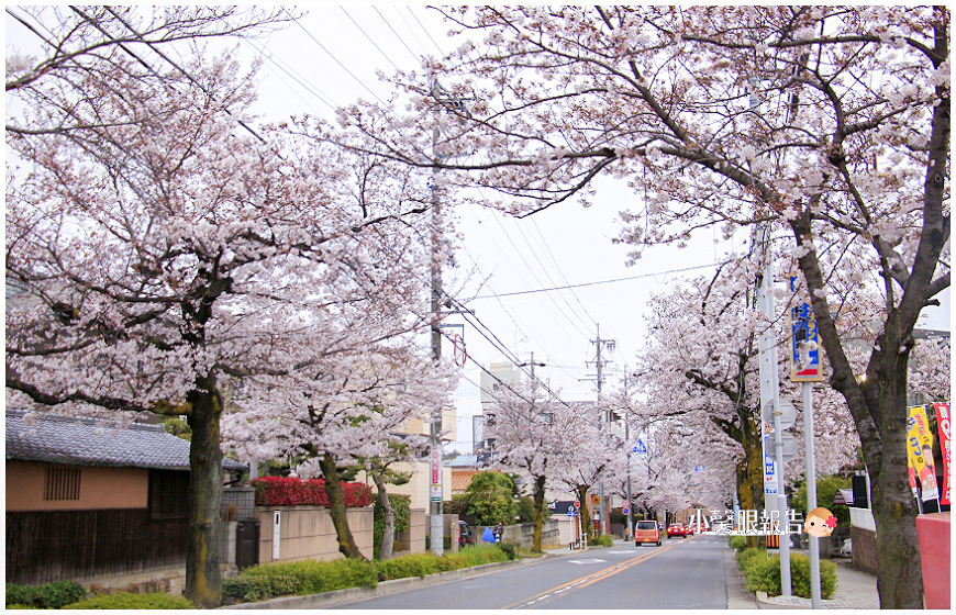 山崎川櫻花之路 (17).jpeg