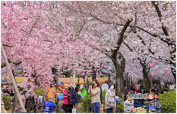 名古屋賞櫻 野餐吧 在春櫻繚繞的櫻花百選 鶴舞公園 體驗花見之 媽 我上電視了 小馨眼旅行說明書 痞客邦 名古屋賞櫻 野餐吧 在春櫻繚繞的櫻花百選 鶴舞公園 體驗花見之 媽 我上電視了 小馨眼旅行說明書 痞客邦