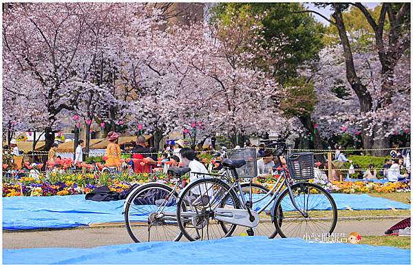 名古屋賞櫻 野餐吧 在春櫻繚繞的櫻花百選 鶴舞公園 體驗花見之 媽 我上電視了 小馨眼旅行說明書 痞客邦