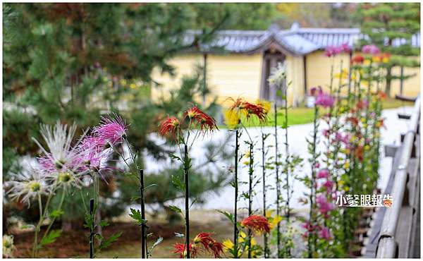 京都裏風景 一期一會60年一次到大覺寺 戊戌開封法會 看嵯峨天皇手抄經文 小馨眼旅行說明書 痞客邦