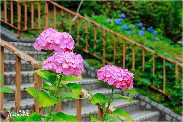 種類 紫陽花