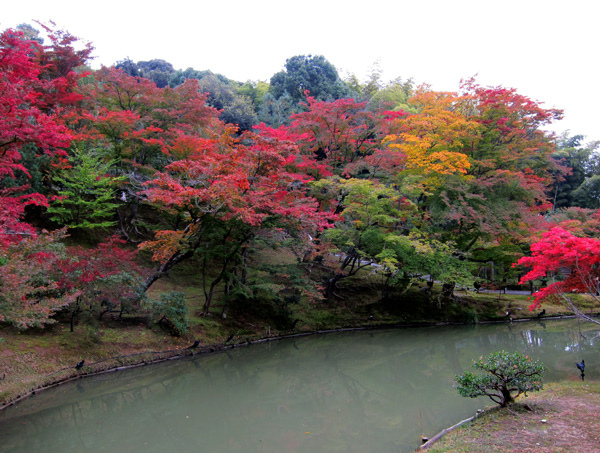 紅葉