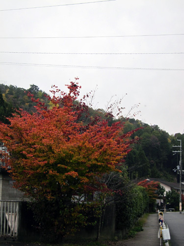 路上的紅葉