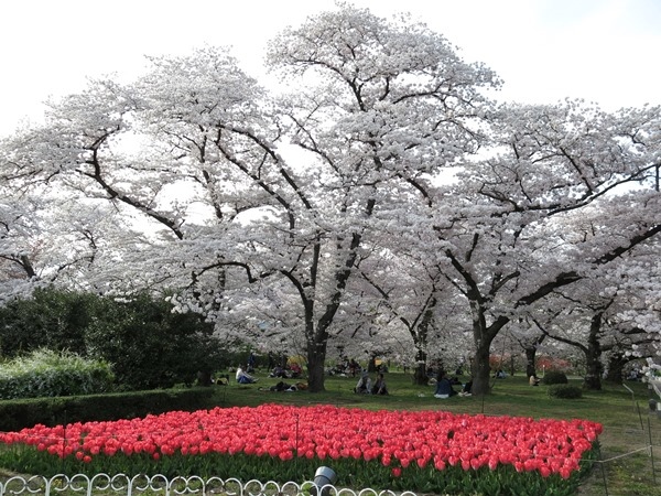 日本 16春 京都 京都府立植物園櫻花滿開 蝶繥的記憶閣 痞客邦 日本 16春 京都 京都府立植物園櫻花滿開 蝶繥的記憶閣 痞客邦