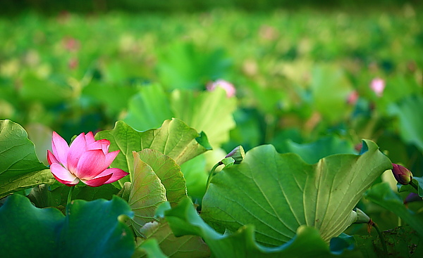 201006新店荷花b38.JPG