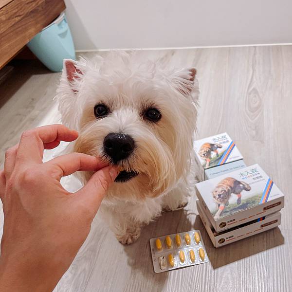 照顧狗狗關節從小開始！木入森-犬寶有關膝 每日補充強化關節保