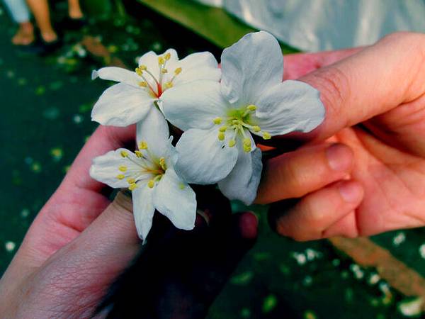 桐花真可愛