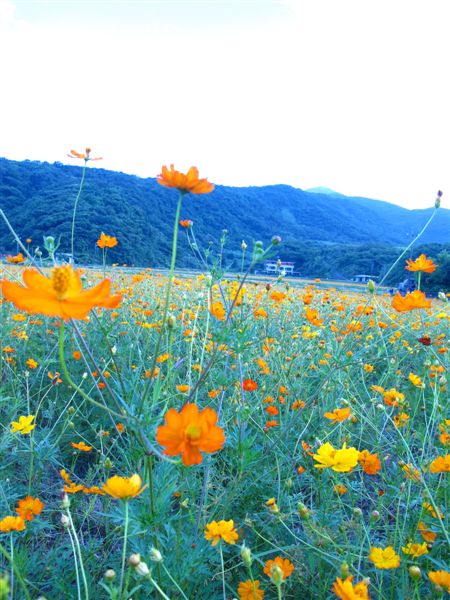 巧遇花田