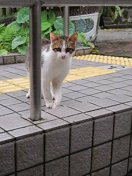 牠剛玩完一隻獨角仙又玩死了一隻蝴蝶