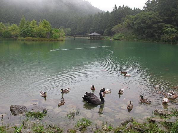 牠們很悠閒