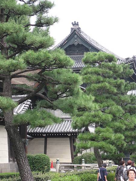 松樹跟寺廟簡直是完美的組合