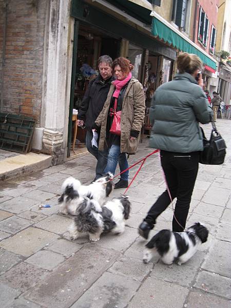 威尼斯人很愛養小狗! 一養就三隻