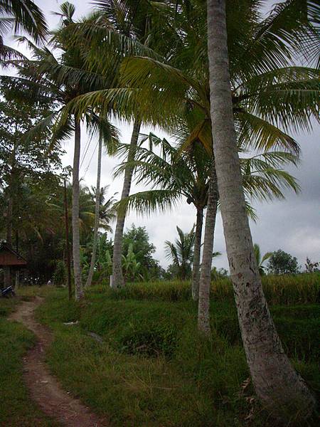 沿路都是椰子樹
