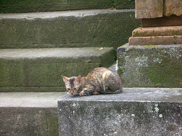 巴里島的貓咪都好瘦小，好可憐