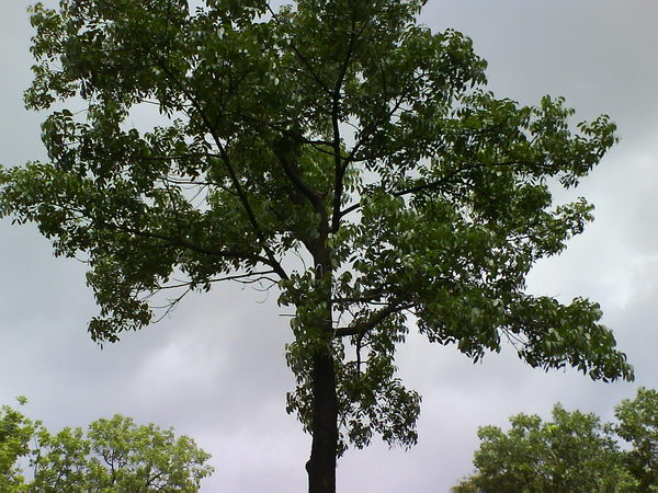 慢慢成長的樹 2007.7.15