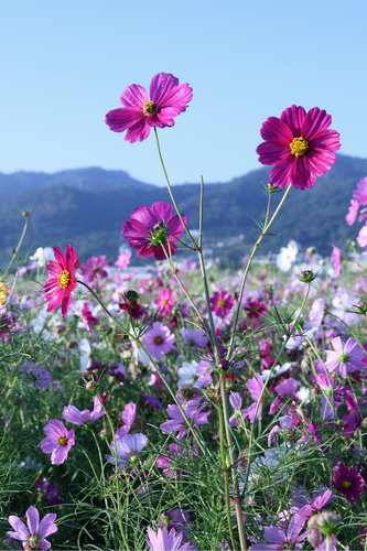 新社花海05.jpg 新社花海05.jpg