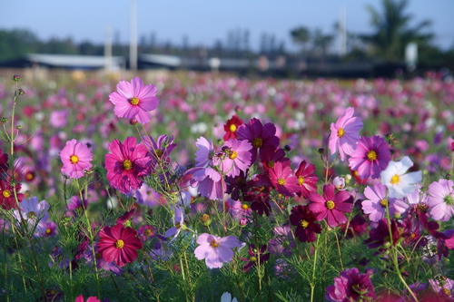 新社花海03.jpg 新社花海03.jpg