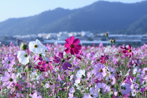 新社花海04.jpg 新社花海04.jpg
