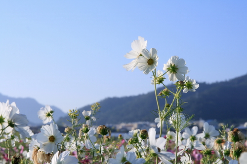 新社花海07.jpg 新社花海07.jpg