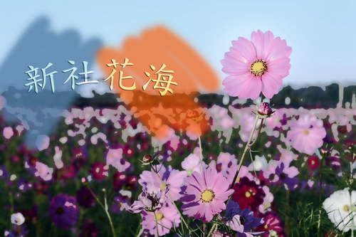 新社花海01.jpg 新社花海01.jpg