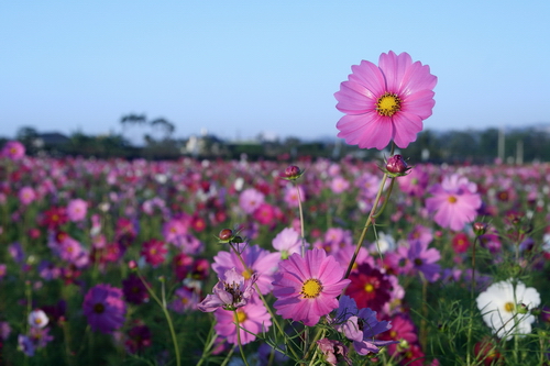 新社花海02.jpg 新社花海02.jpg