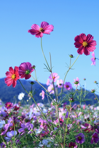 新社花海06.jpg 新社花海06.jpg
