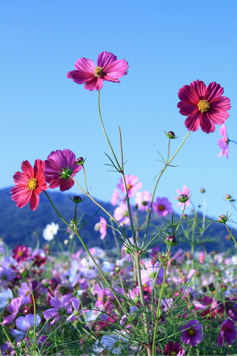 新社花海06.jpg