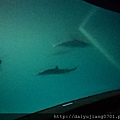 世界水域-夜宿鯊魚.jpg