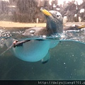 世界水域-企鵝2.jpg