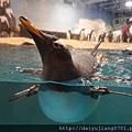 世界水域-企鵝.jpg