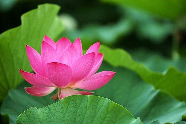 佛教電子書圖片-063