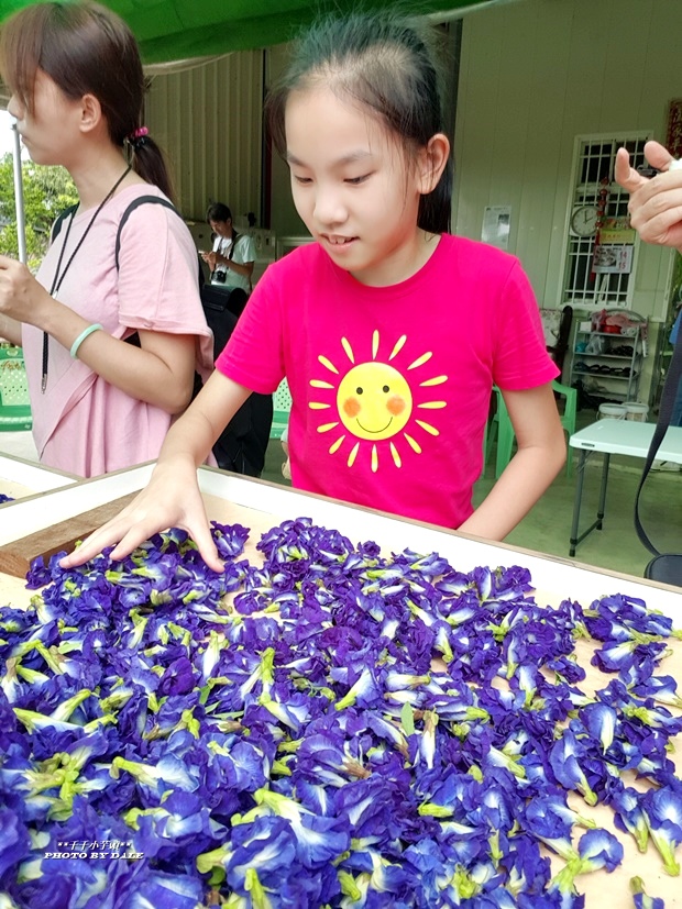 小燕子蝶豆花採花趣25