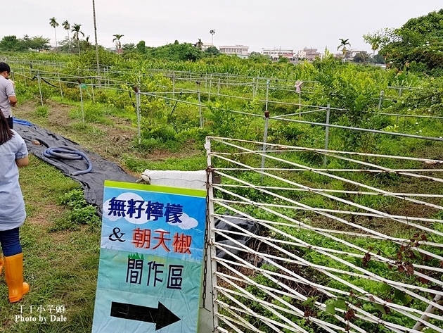 春強農場陳家檸檬園採辣椒1.jpg 春強農場陳家檸檬園採辣椒1.jpg
