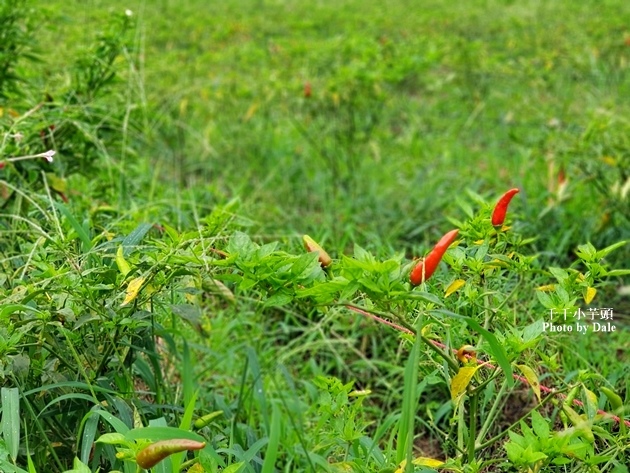 春強農場陳家檸檬園採辣椒4.jpg 春強農場陳家檸檬園採辣椒4.jpg