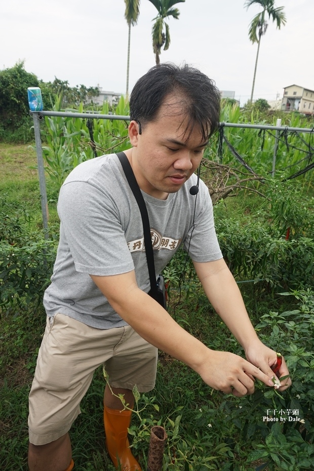 春強農場陳家檸檬園採辣椒8.JPG